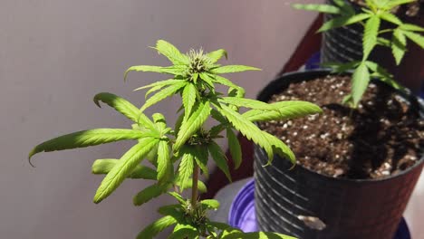 slow motion closeup shot of autoflowering weed cannabis plant starting to flower