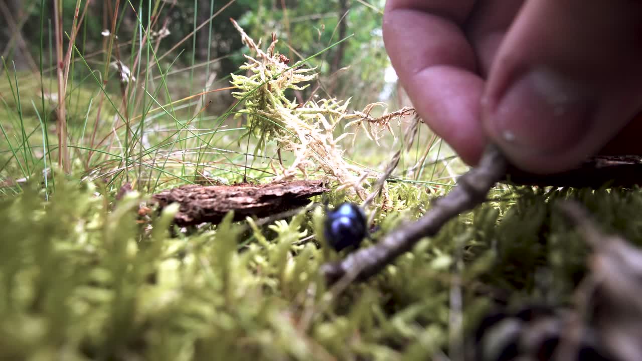 пытается заставить животное, жука позировать для видеосъемки