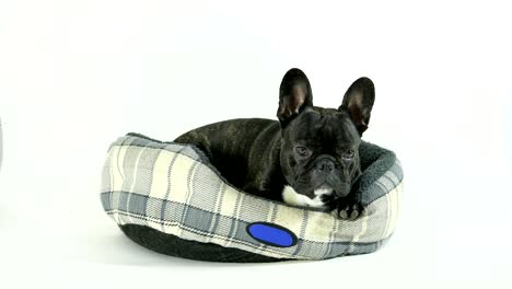 french bulldog lying down in bed on a white background