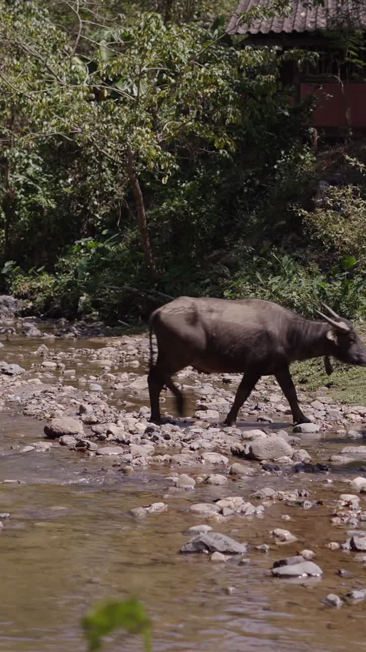 Bufalo d'acqua in un ruscello roccioso