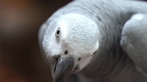 details close up of a wild congo african grey parrot, psittacus erithacus, staring and looking right into the camera