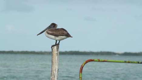 Largartos-Birds-22