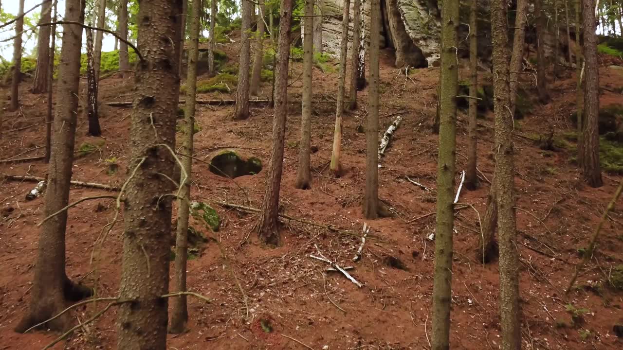 Trip in to the heart of the forrest.