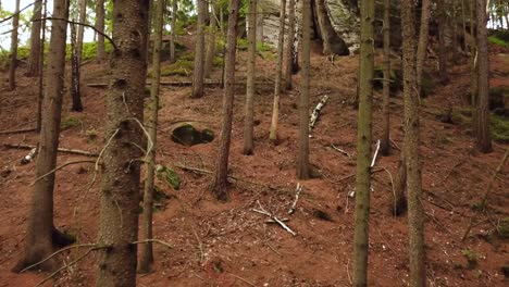 trip in to the heart of the forrest.
