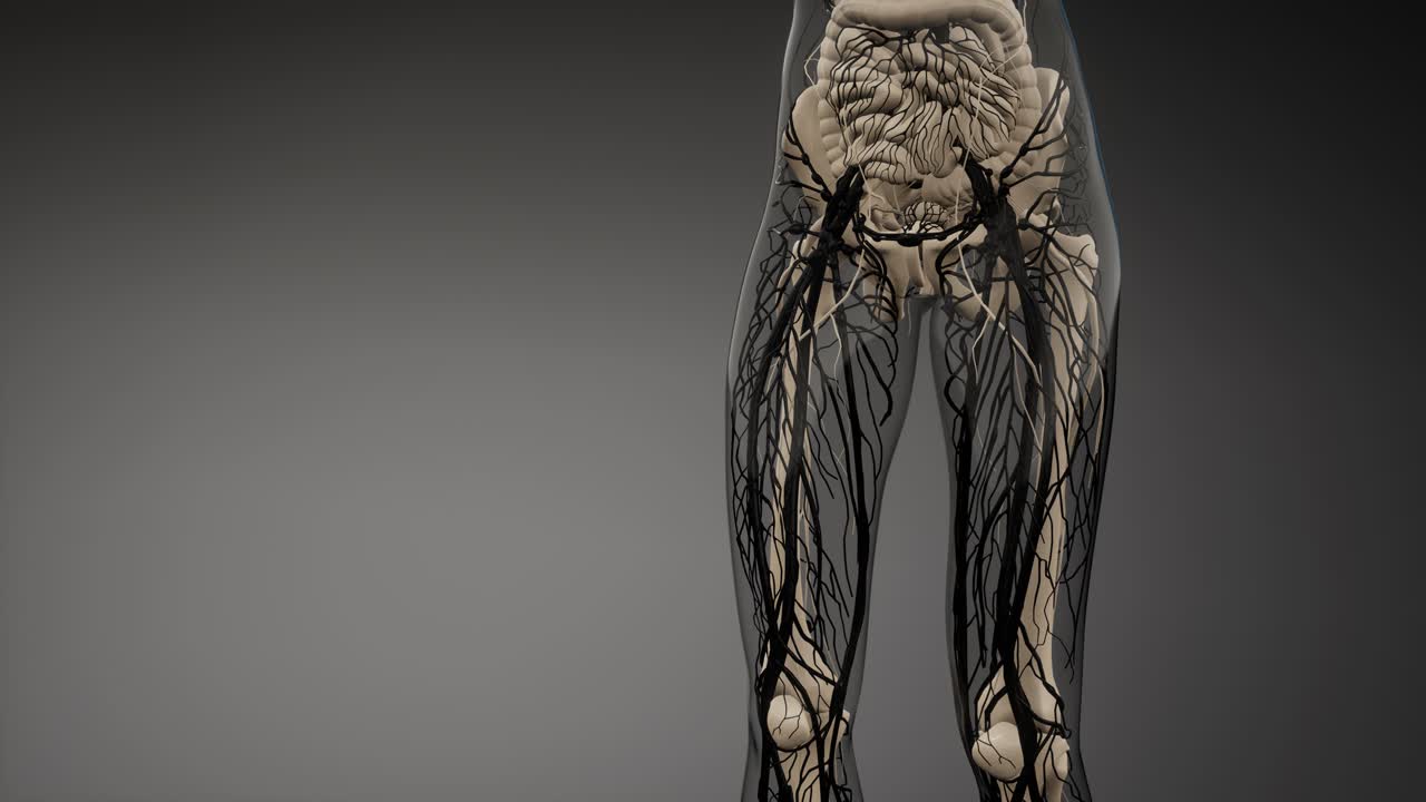 Vasi sanguigni del corpo umano