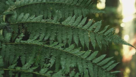 Lush-green-rainforest,-Sunlight-falling-on-fern-tree,-rack-focus-macro-new-zealand-water-on-leaf,-symmetry-satisfaction-iconic