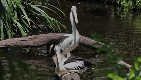 pelicans standing on logs above pond in tropical wildlife habitat