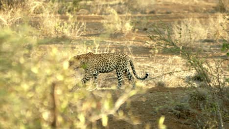 big cat leopard is walking on a sunny savannah of tsavo west national park in kenya