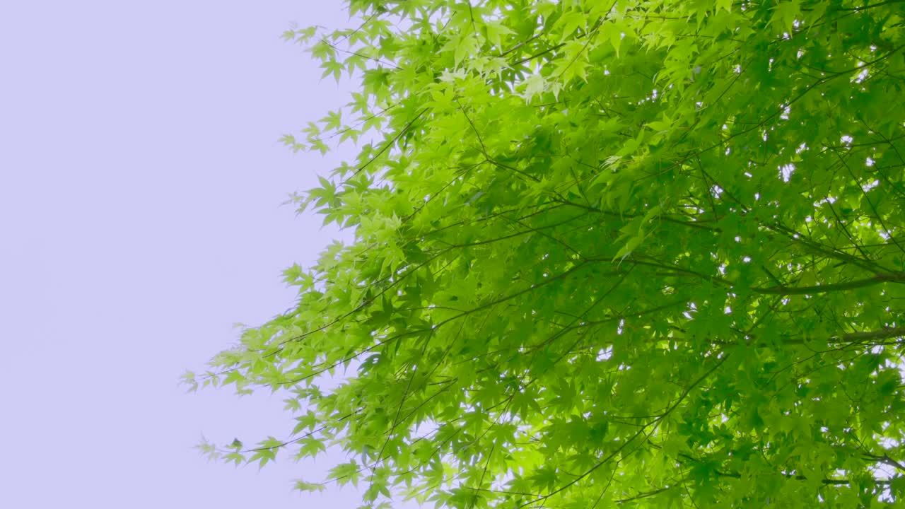 밝은 초록색의 봄 식물