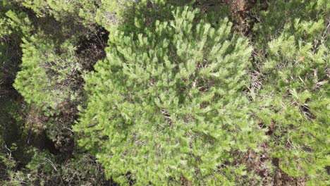 forest nature background aerial view