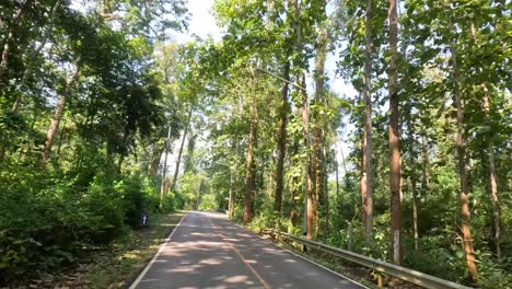 traveling down a scenic forested roadway