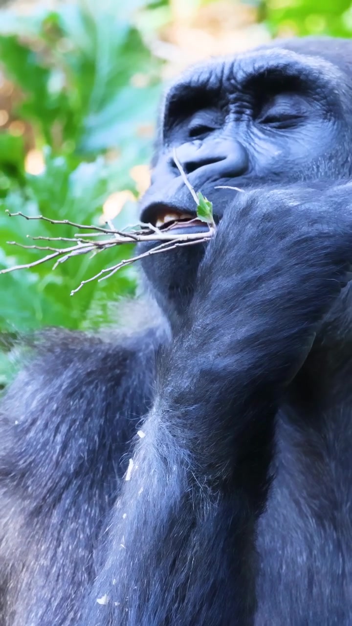 Gorilla che mangia un ramo in un ambiente rigoglioso
