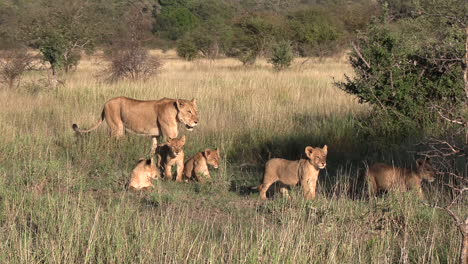 a lioness walking through the bushes with her cubs