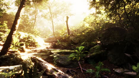 Rayos-De-Luz-Que-Atraviesan-Las-Hojas-En-Una-Jungla-Tropical