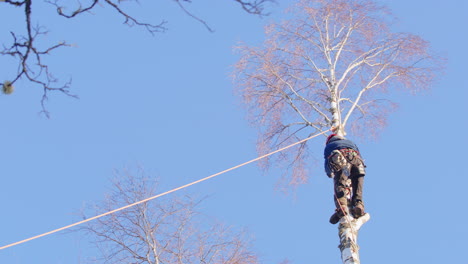 dangerous job of female arborist in birch tree as top part is toppled with rope