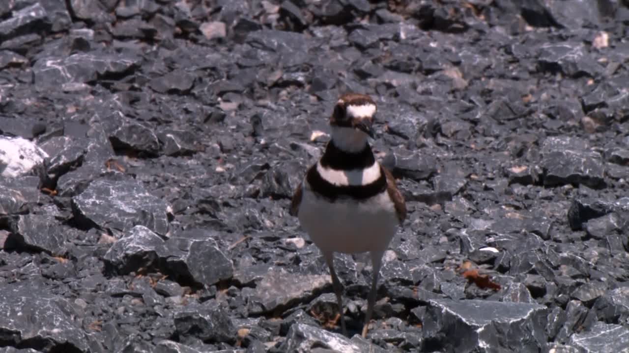 killdeer (charadrius vociferus) 바위 주위를 걷고 최소 도요 (calidris minutilla) 짧은 풀 주위를 걷고 2013