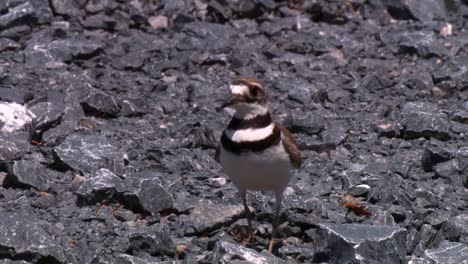 Killdeer-(Charadrius-Vociferus)-Walking-Around-Rocks-Least-Sandpiper-(Calidris-Minutilla)-Walking-Around-Short-Grass-2013