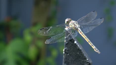 a dragonfly perched on an iron fence