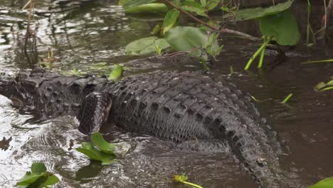 caimán nadando en el pantano de los everglades del sur de florida en cámara lenta con la cámara panorámica hacia arriba