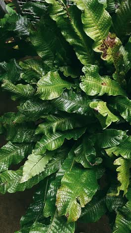 close-up of a lush fern plant