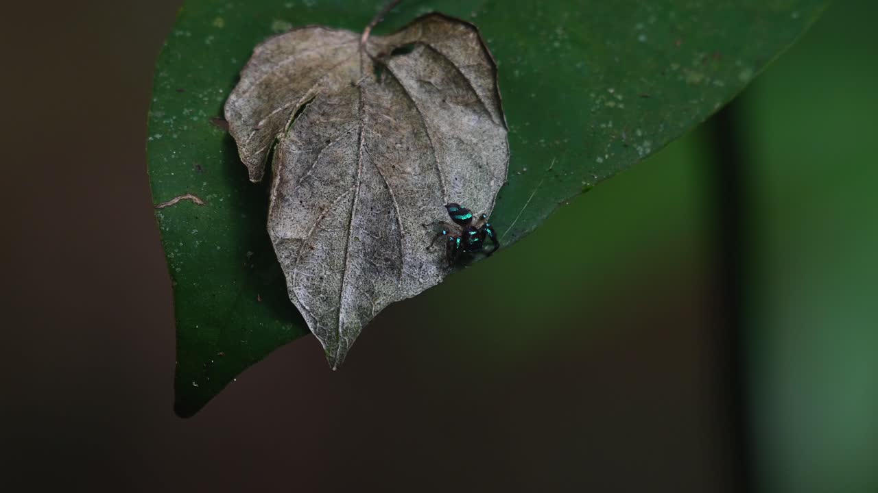 araña saltadora, thiania bhamoensis, kaeng krachan, tailandia