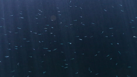 school of small fish in dark water