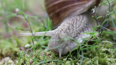 helix pomatia also roman snail, burgundy snail