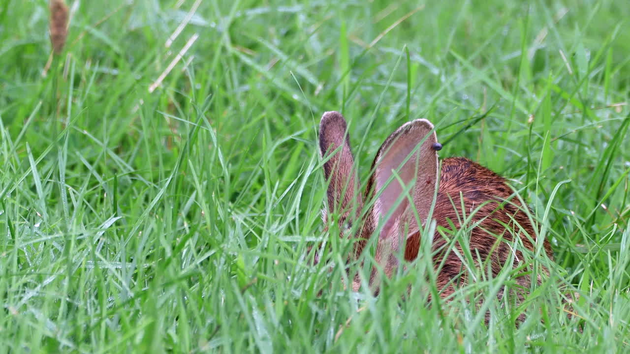 un conejo de cola de algodón salvaje comiendo la larga y exuberante hierba verde del verano