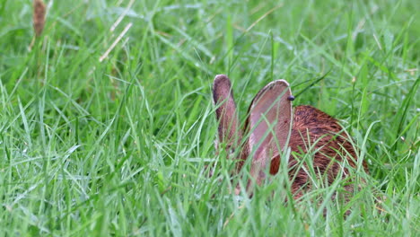 Ein-Wildes-Baumwollschwanzkaninchen,-Das-Das-Lange,-üppige-Grüne-Sommergras-Frisst