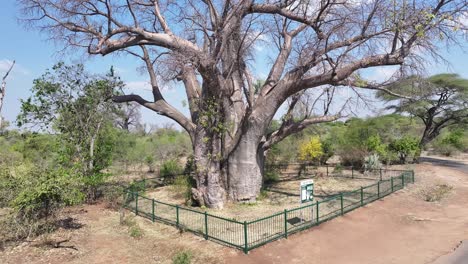 Famous-Big-Tree-At-Victoria-Falls-In-Matabeleland-North-Zimbabwe