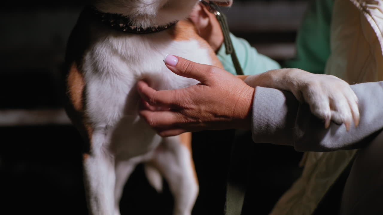 Beagle dog resting hands on trainer while chest is lovingly rubbed during relaxed nighttime bonding moment showing trust and affection under soft light surrounded by peaceful quiet background