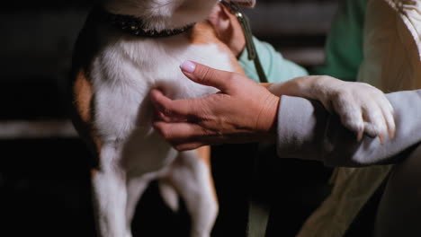 beagle dog resting hands on trainer while chest is lovingly rubbed during relaxed nighttime bonding moment showing trust and affection under soft light surrounded by peaceful quiet background
