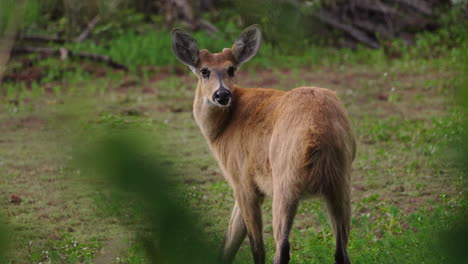 blastocerus dichotomus, marsh deer standing alert in natural habitat, argentina