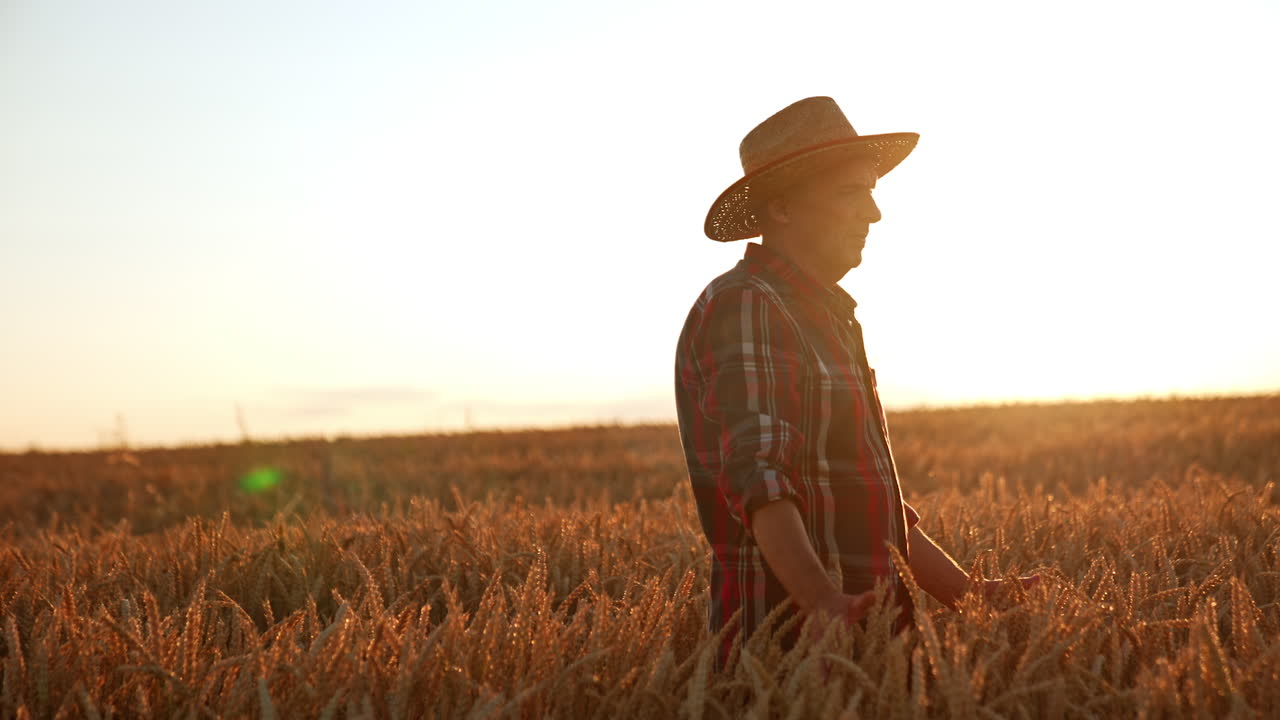 Senior man in a hat in the field of wheat at sunset. Man walks through the plantation caressing the ears of corn with his hands.