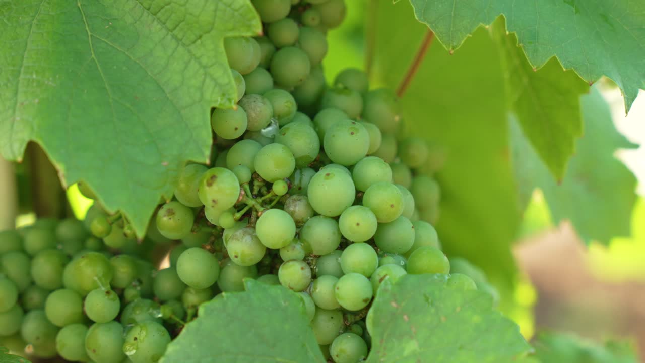 이탈리아 의 포도 ⁇  의 줄 들 사이 에 느리게  ⁇