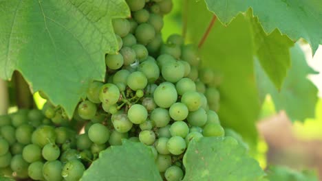 slow pan between rows of vineyards in italy