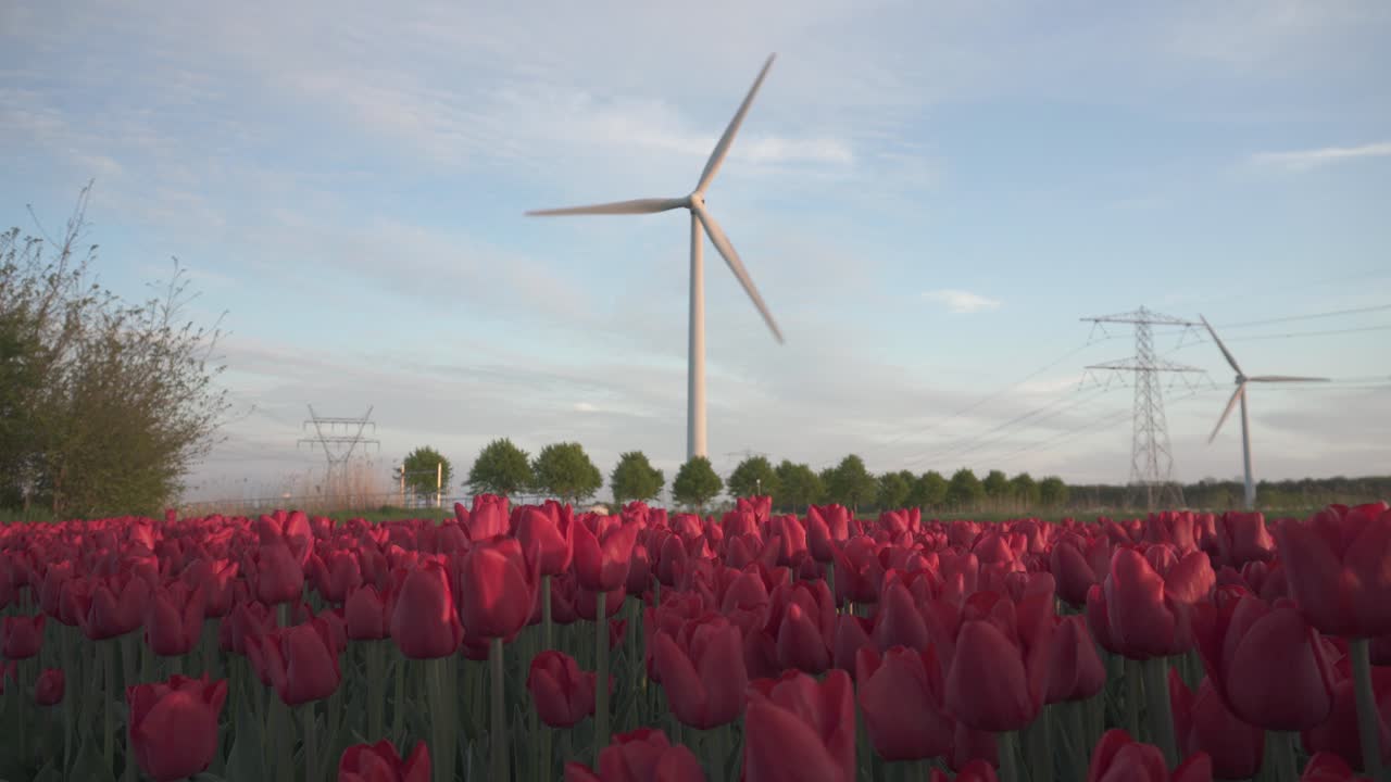 네덜란드의 푸른 흐린 하늘과 빨간 튤립 필드에 대한 풍력 터빈 - 정적 샷