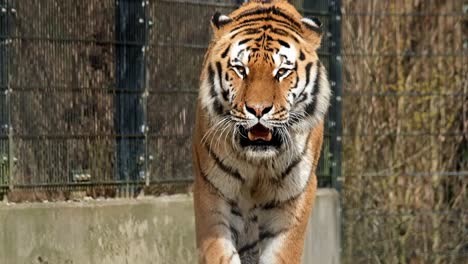 close up view of the magnificant tiger at the zoo walking in search of prey on a bright sunny morning