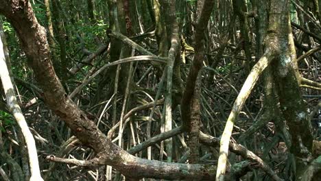 panorámica de la estructura de la raíz de la planta de manglar
