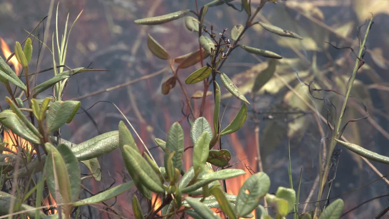 las llamas se propagan a través de la maleza seca durante una sequía en la selva amazónica