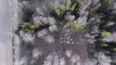 drone mirando hacia abajo, filmando árboles desde arriba en otoño o invierno