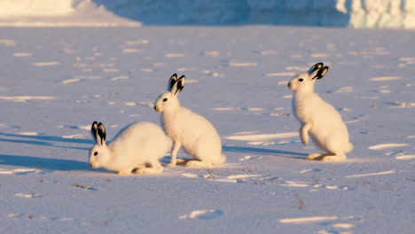 arctic hares in a snowy landscape