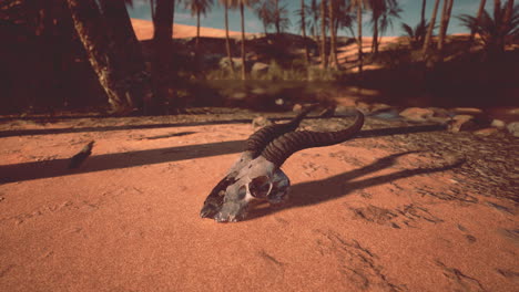 animal skull in a desert landscape