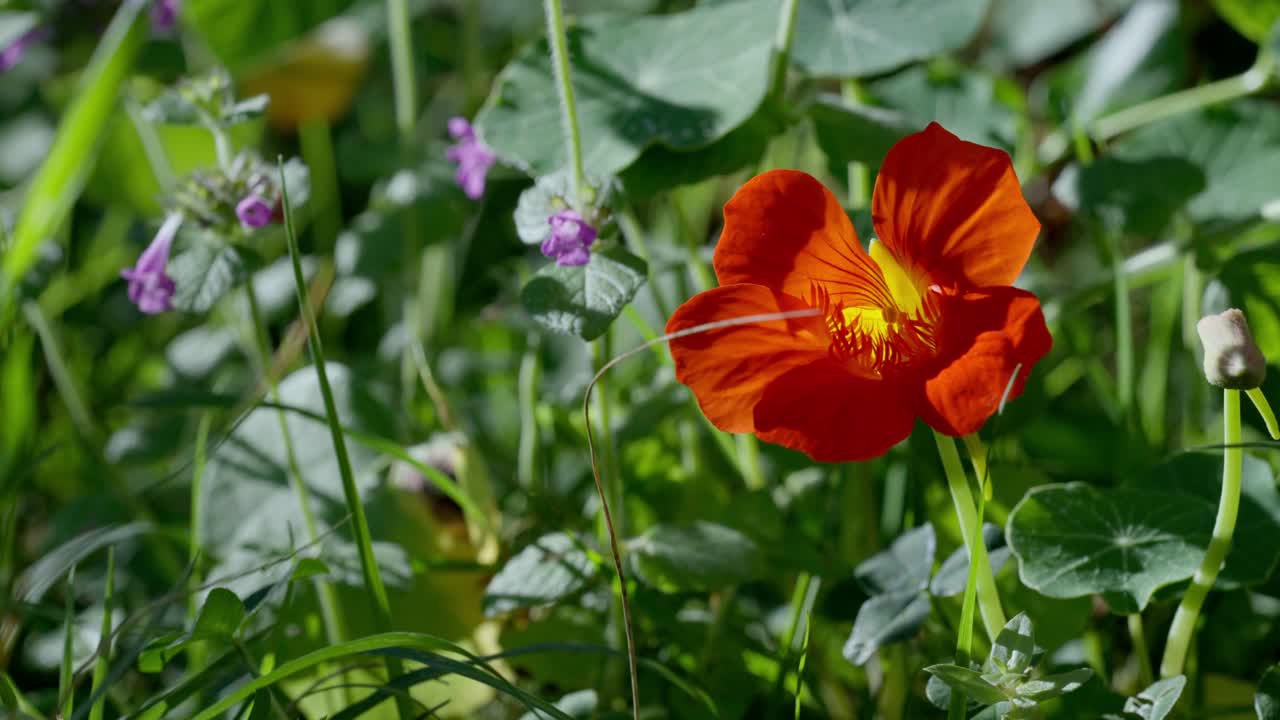 fotografía de mano de tropaeolum majus vibrante junto al creso indio en un jardín