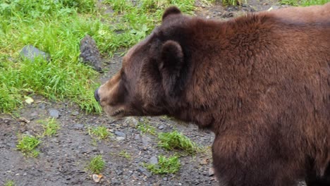 closeup of a large male brown bear walking, alaska