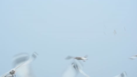 Gaviotas-Volando-Y-Alimentándose-Del-Aire-En-El-Centro-Recreativo-De-Bang-Pu,-Tailandia