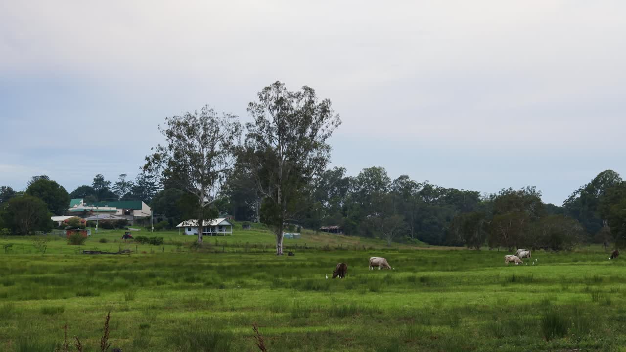 푸른 에서 평화롭게 먹이를 먹는 소들