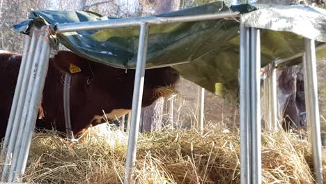 close shot of cow eating straws and grass hay outdoors in cold winter temperatures