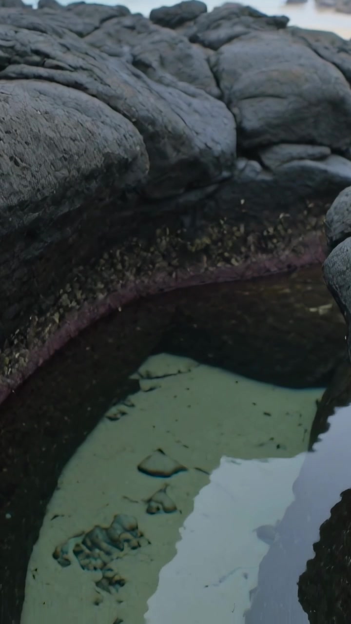 Video verticale: Telecamera che si inclina rivelando una pozza di marea con sabbia verde pallido e cirripedi sulla riva.