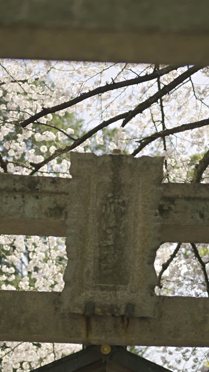 Discover the beauty of cherry blossoms at Fushimi Inari in Kyoto Japan during springtime